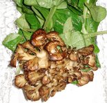 Mache w maitake mushroom.JPG